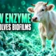 cow rumen enzyme CRhAB dissolves A. baumannii biofilms gauze