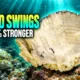 Galapagos coral cores El Nino 36.5 percent stronger