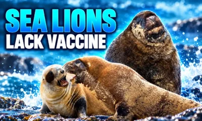 New Zealand sea lions lack H5N1 vaccine