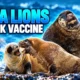 New Zealand sea lions lack H5N1 vaccine