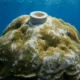 Galápagos Porites corals El Niño 36.5% stronger cores