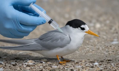 New Zealand H5N1 vaccine shots for 300 island birds