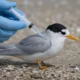 New Zealand H5N1 vaccine shots for 300 island birds