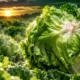 CDC closes iceberg lettuce cyclospora outbreak