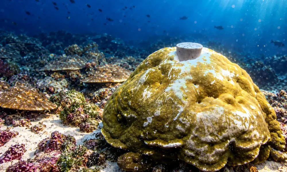 Galápagos corals El Niño 36.5 percent stronger
