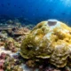 Galápagos corals El Niño 36.5 percent stronger