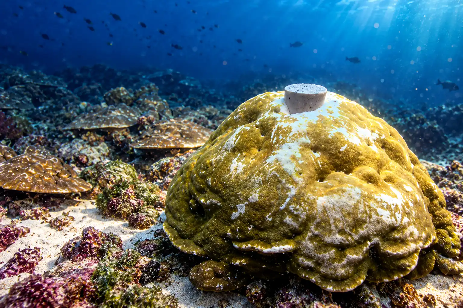 Galapagos coral cores El Nino 36.5 percent stronger