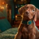 Netflix wraps Scooby-Doo Origins Great Dane puppy 2027
