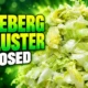 CDC cyclospora iceberg lettuce outbreak declared over