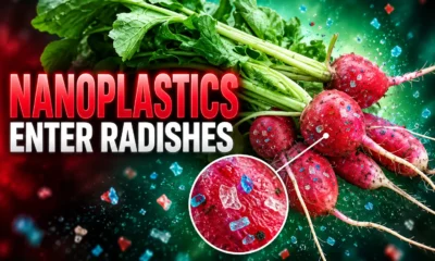 nanoplastics inside radishes Plymouth vegetable uptake study